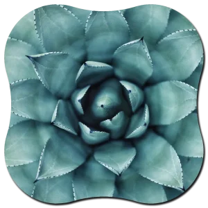 Organische vorm Agave plant