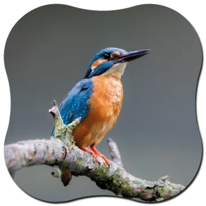 Organische vorm Ijsvogel donker