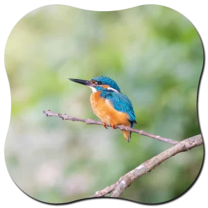 Organische vorm Ijsvogel licht