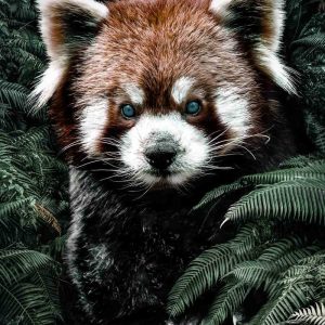 Red Panda