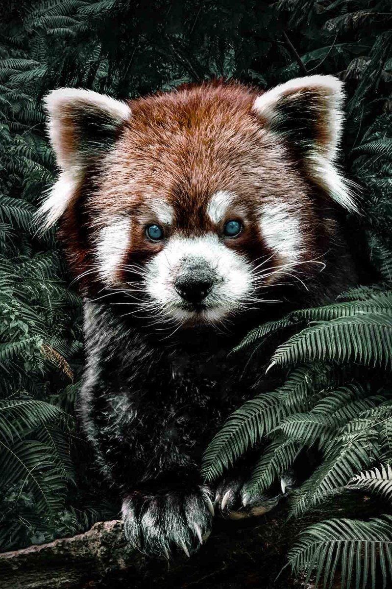 Red Panda - Afbeelding 2