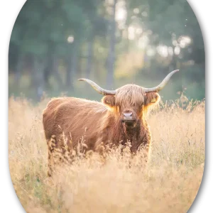 Muurovaal Schotse Hooglander Zonsondergang