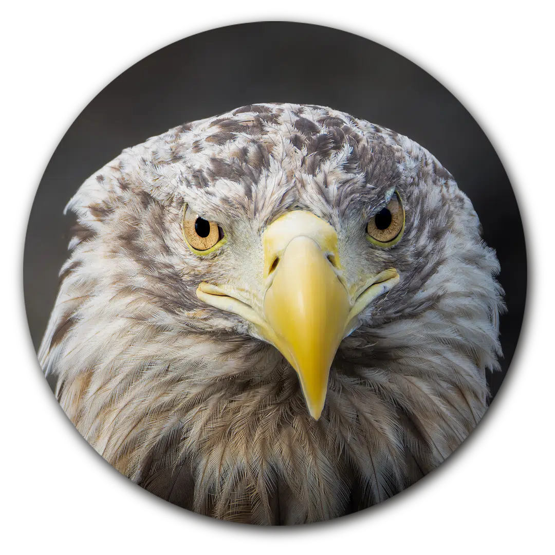 Muurcirkel Zeearend portret recht - Afbeelding 2