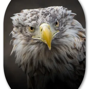 Muurovaal Zeearend portret