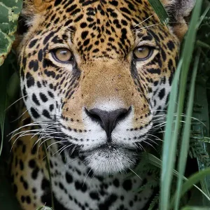 Amazon Jaguar