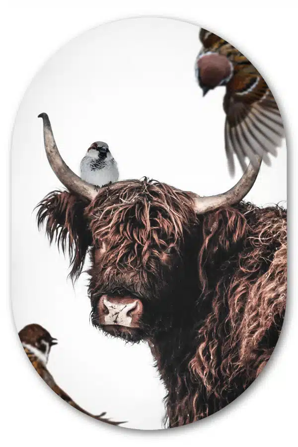 Muurovaal Hooglander artistiek