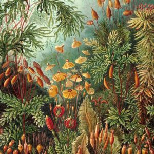 Muscinae van Ernst Haeckel