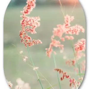 Muurovaal Pink Grass