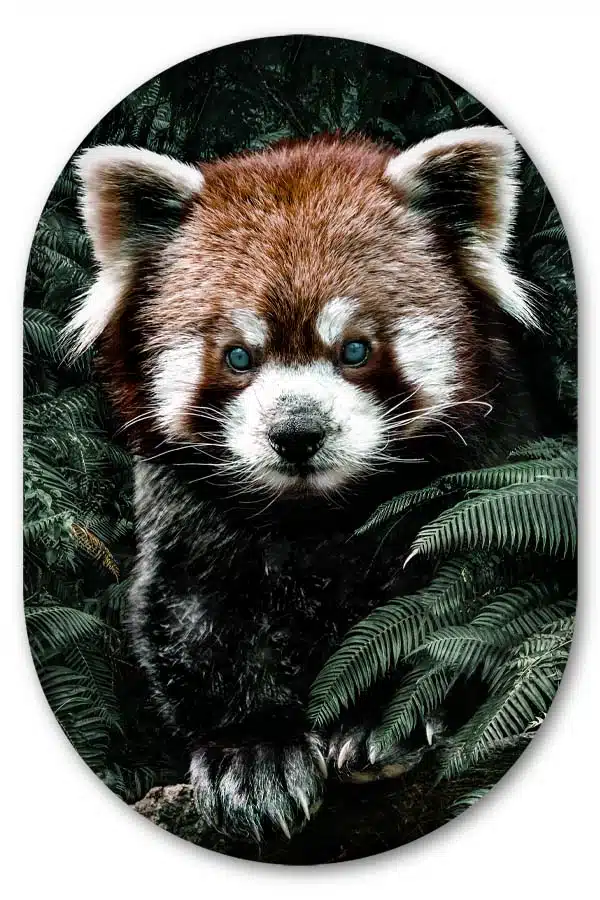 Muurovaal Red panda - Afbeelding 2