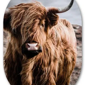 Muurovaal Schotse hooglander kleur