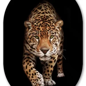 Muurovaal Wild Panther