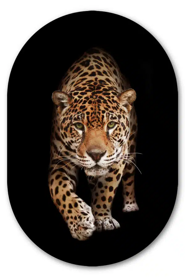 Muurovaal Wild Panther - Afbeelding 2