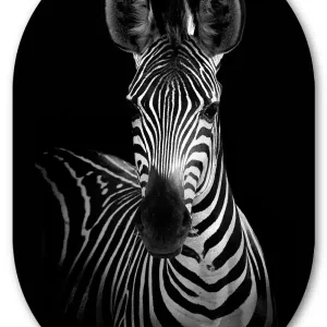 Muurovaal Zebra Portrait