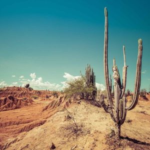 Red Desert Cactus