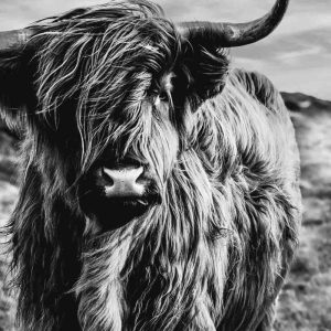 Schotse hooglander zwart wit