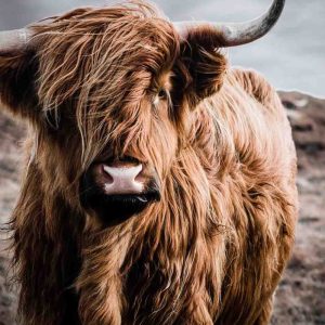 Schotse hooglander kleur