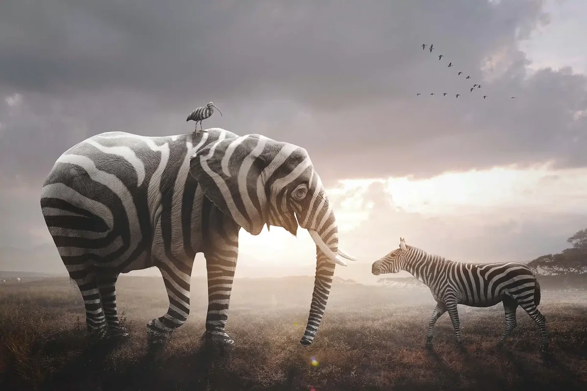 Wearing Zebra Stripes - Afbeelding 2